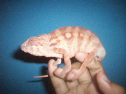 Picture 001.jpg