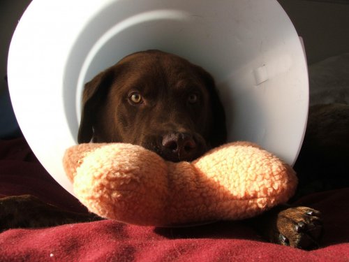 conedog.jpg