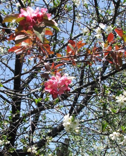 DoubleBlossoms.jpg