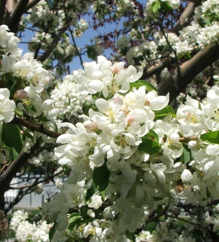 SpringBlossoms.jpg