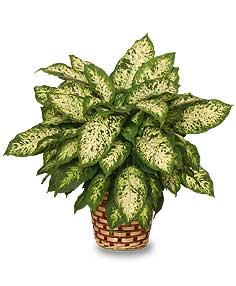 Dumb Cane.jpg