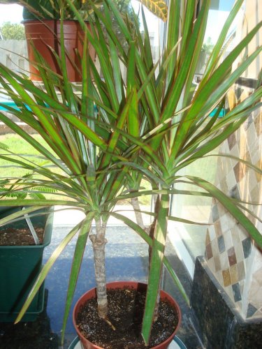 Dragon Tree.jpg