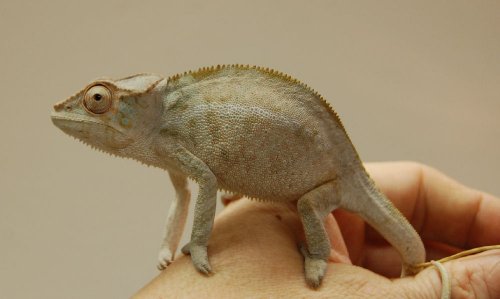 banjas 003.jpg
