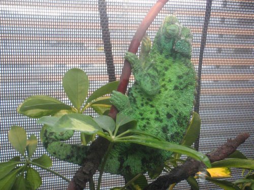 little justin2 030.jpg