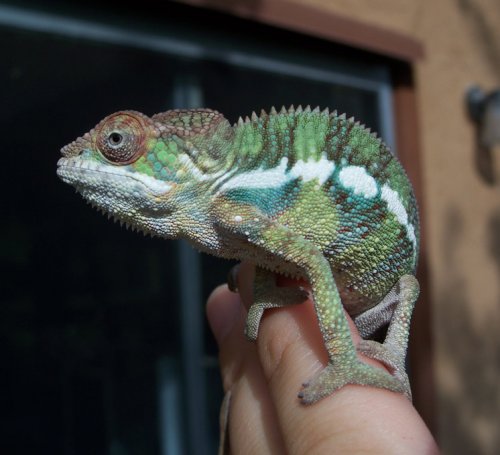 Brighting up in the morining sun.jpg