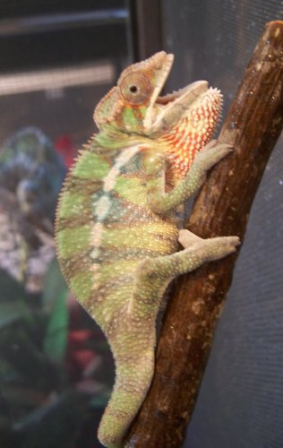 pissed off in the cage - correction.jpg