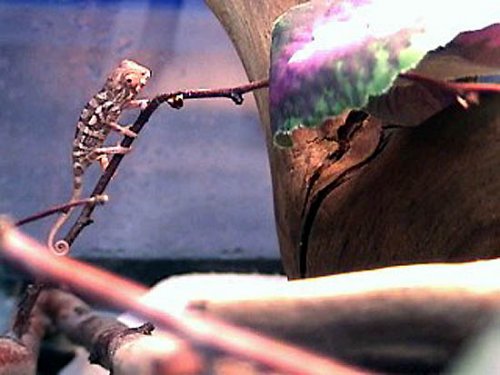 ambanjamalebaby1.jpg