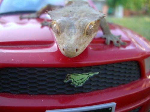 CIMG3432.jpg