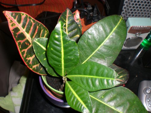 plant.jpg