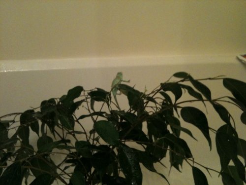 shower (2).jpg