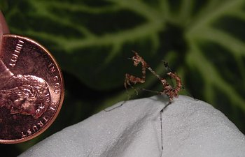 Growth of a mantid...