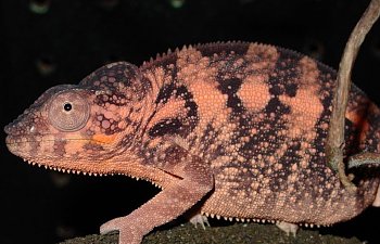 Photos of female Panther