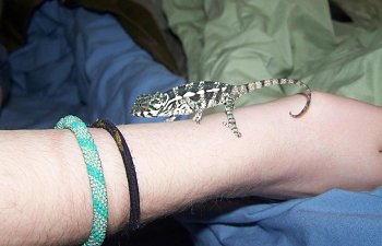 Leonardo's Visual Growth Record, February 2010