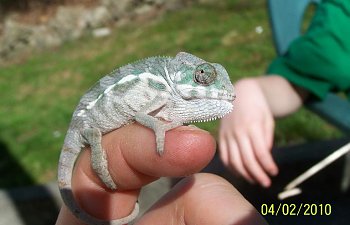 Leonardo's Visual Growth Record, April 2010