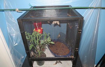 Hornworm Moth set up and care