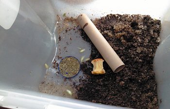 Giant Banana Roaches