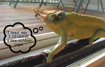 Ferdinand's Giant Outdoor Cage