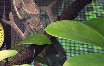 Vander the Nosy Be x Ambilobe Panther