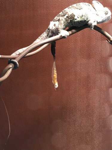 IMG_0518.JPG