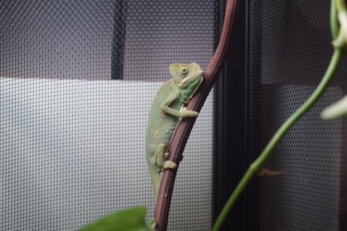 DSC_0041.JPG