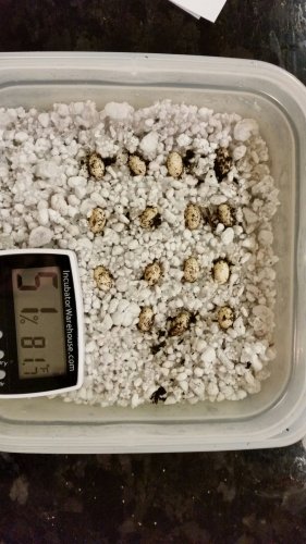 Carpet Eggs.jpg