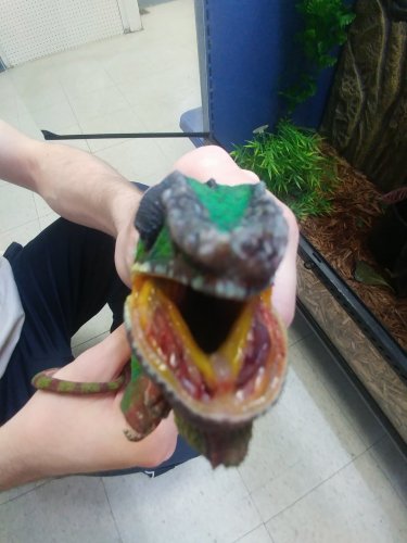 rocky mouth.jpg