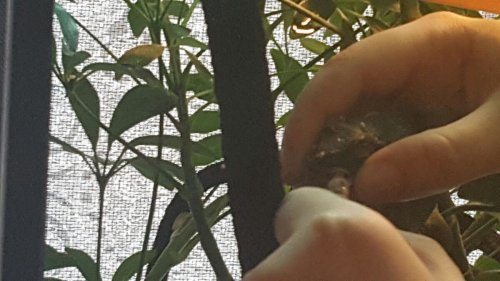 hope medication 1.jpg