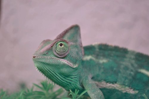 IMG_0768.JPG