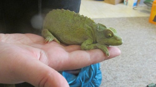 Hope first pics 1.JPG