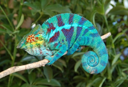 Ambanja-Panther-Chameleon-Sturgis-Bloodline.jpg