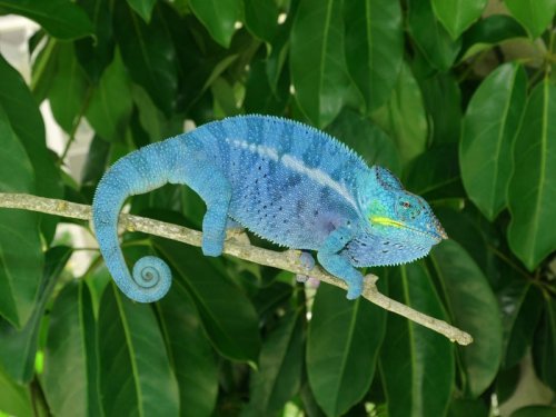 Nosy-Be-Panther-Chameleon-Moody-Bloodline.jpg