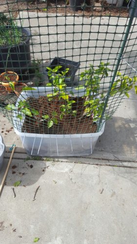 Outdoor cage with first side 2.jpg