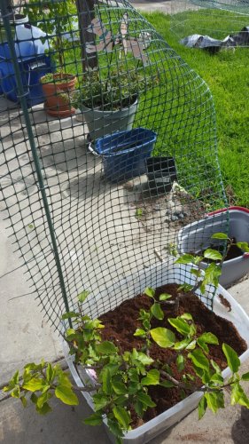 Outdoor cage with first side.jpg