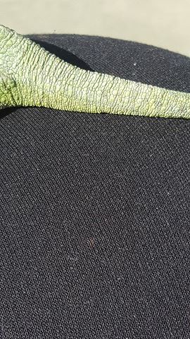 Hope outside tail.jpg