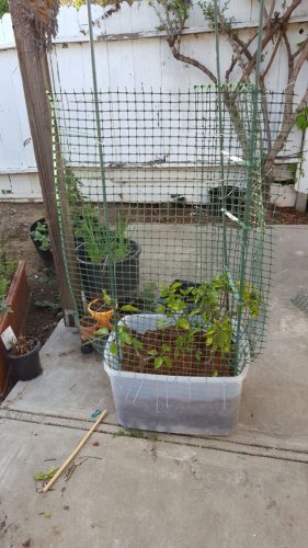 branch holders for outdoor cage 2.jpg