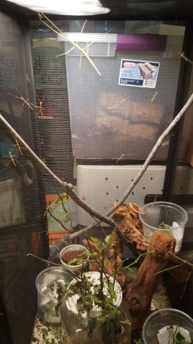stick insects 3.jpg