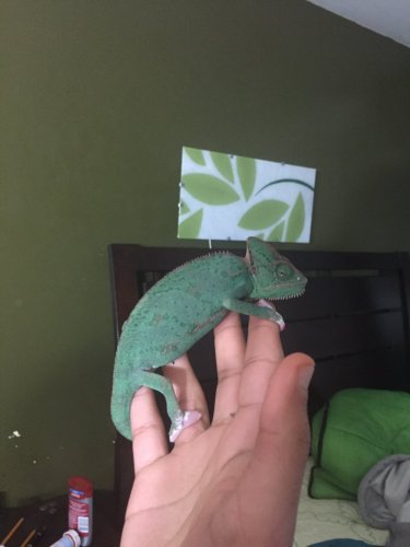 part translucent veiled chameleon part translucent veiled chameleon