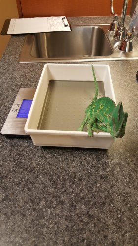 20170504_080903[1].jpg