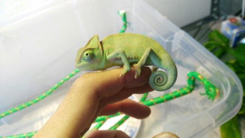 WhatsApp Image 2017-05-19 at 14.29.52.jpeg