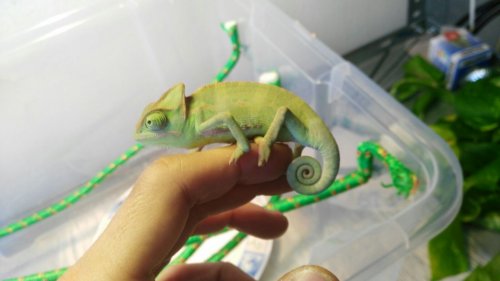 WhatsApp Image 2017-05-19 at 14.29.52 (1).jpeg