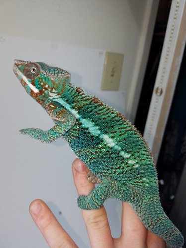 Fauna.jpg Fauna.jpg