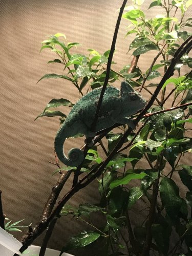 my wont eat or drink and just lays there veiled cham won t lay eggs chameleon forums my wont eat or drink and just lays there veiled cham won t lay eggs chameleon forums