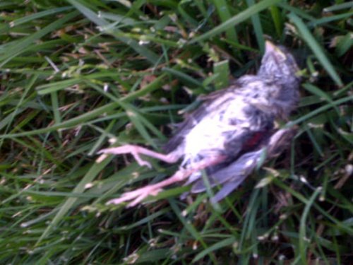 deadbird.jpg