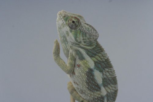IMG_3426-1.jpg