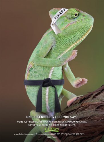 Karate chameleon.jpg