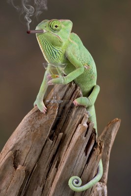 drinking cham.jpg