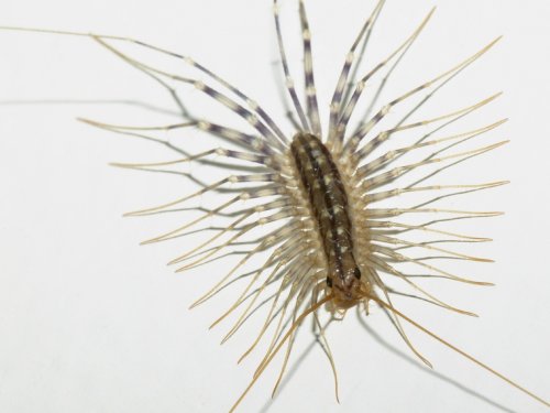 HouseCentipede.jpg
