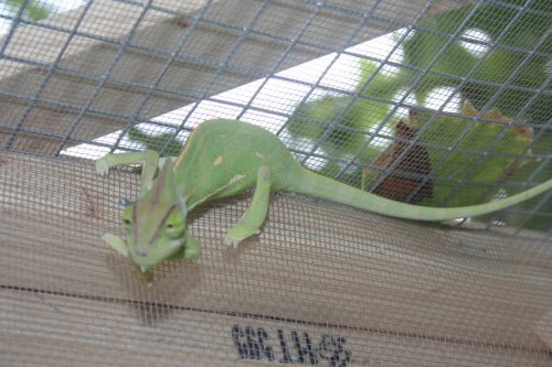 dos and lights 242.jpg