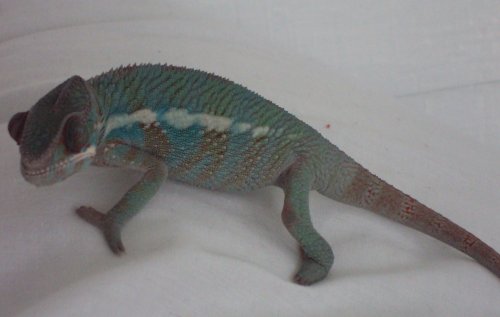 6-4-10clyde2.jpg