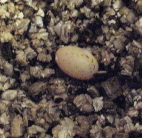 egg.jpg
